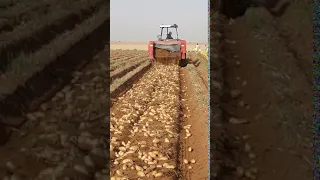 حصاد بطاطس مونديال أ ف ر أ ي ت م م ا ت ح ر ث ون أ أ نت م ت ز ر ع ون ه أ م ن ح ن الز ار ع ون 