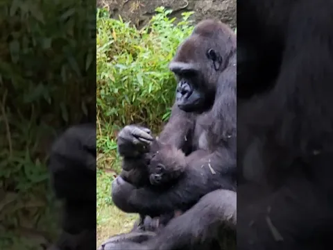 Look, don't look at my baby #gorilla.