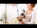 Groomit - How It Works