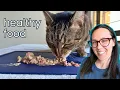 Everything I feed my cat as a pet nutritionist