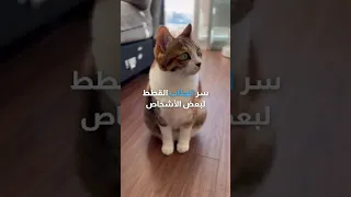 سر انجذاب القطط لبعض الأشخاص 