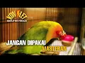 LOVEBIRD KONSLET NADA MINOR