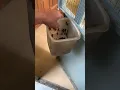 Download Lagu KASIH MAKAN JANGKRIK UNTUK BURUNG MURAI BATU DI AVIARY ‼️ ADA YANG NGELOLOH JUGA 🔥
