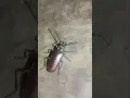 Download Lagu Tooth-neeked Longhorn beetle 🐞 #insect #shorts #short #beetle #bugs #largest #youtubeshorts #nature