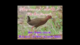 Download Tiếng chim tí nỉ mắt đỏ ( quốc nâu ) gọi đàn / âm thanh chuẩn bản gốc ăn chim 100% MP3