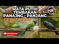 Download Lagu Masteran Mata Putih Tembakan Panjang Panjang Cucak Cungkok Gacor vs Srigunting Abu Abu Mata Putih