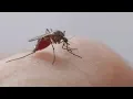 Sioux Falls to begin mosquito control program for summer