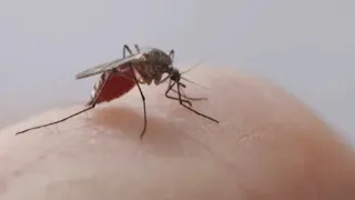 Sioux Falls to begin mosquito control program for summer