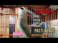 Download Lagu trucukan gacor tarung SAMBUNG ROPEL PANJANG ini ampuh buat pancingan trucukan agar bunyi