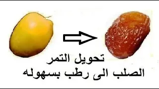 تحويل التمر الصلب البلح الى تمر رطب بطريقة سهلة جدا  تحويل التمر الصلب البلح الى تمر رطب بطريقة سهلة جدا