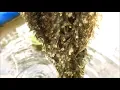 Koi Fish Spawning Laying Eggs Hatching Fry Feeding Part 1 Minnesota Koi pond