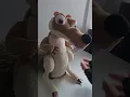 Ice Age Continental Drift 12 Talking Scrat Stuffed Animal Plush Just Play 2012