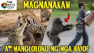 COMPILATION Mga Hayop na MAGNANAKAW at LOKO LOKO | Animals trickery and Foolery
