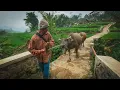 Download Lagu Penggembala Kerbau / Munding. Herdsmen Buffalo | Suasana Pedesaan Jawa Barat Garut Banjarwangi