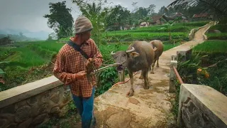 Download Penggembala Kerbau / Munding. Herdsmen Buffalo | Suasana Pedesaan Jawa Barat Garut Banjarwangi MP3