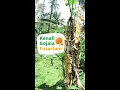 Fusarium, Penyebab ratusan ribu hektar kebun pisang gagal panen