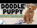 A Complete Guide To Doodle Puppy Training