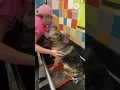 German Shepherd throws a tantrum in the Petco Self-wash