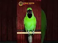 Download Lagu Cucak ijo banyuwangi ngeroll panjang #shorts