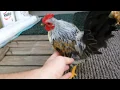 Micro Rooster named One-Piece Serama Rooster - aka Miniature Rooster