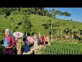 Download Lagu Begini jadinya yang jajap pengantin satu desa, Hujan begini paling cocok makan nasi liwet di saung