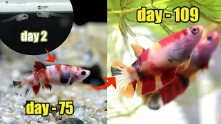 Download Betta Fish GROWTH ( multicolor ) from 0   day 109 MP3