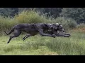The wolf EXTERMINATOR - Irish Wolfhound A Murderer or a Pet