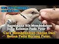 Download Lagu Cara dan Teknik Membedakan Puter Jantan Dan Betina. Dijamin Berhasil.