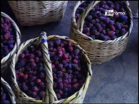 Ecuador Agropecuario 10-07-2017