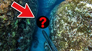 海底10mの岩の割れ目にとんでもない魚がいた！！！！！！