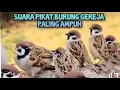 Download Lagu SUARA BURUNG GEREJA RIBUT AMPUH BUAT PIKAT