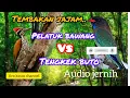 Download Lagu Tembakan tajam #Pelatuk bawang vs #Tengkek Buto masteran@arokicau8641