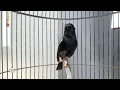 Download Lagu burung decu gacor