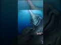 Download Lagu Sea hand monster 💀 😨  | ib: sound #animation #roblox #edit #idk #shorts #trending