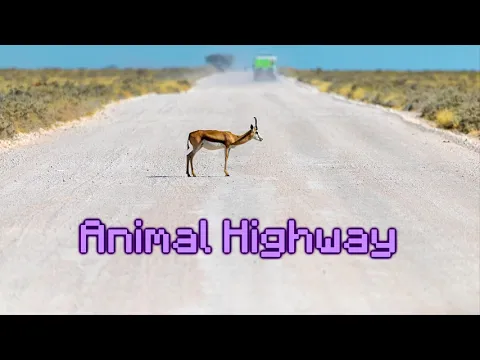 Download MP3 Animal Highway! Chiptune 8 Bit FREE MUSIC DOWNLOAD!