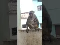 desi indian breed monkey #bandar #monkeyvideo #monkey