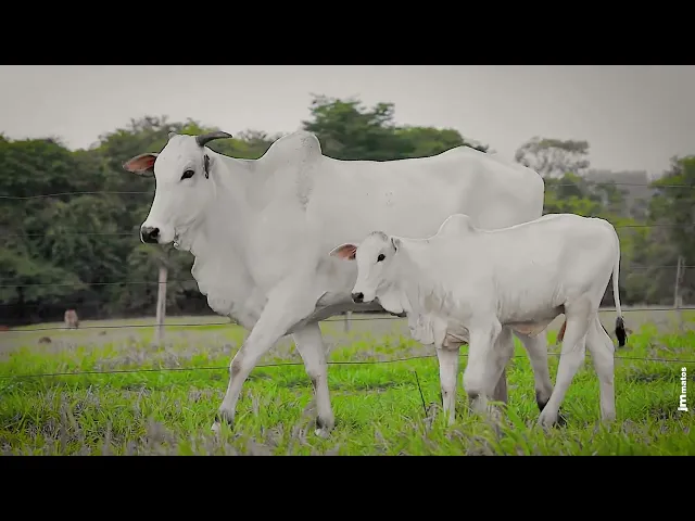 Matriz Nelore KRIZ - 1400