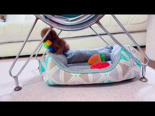 動画