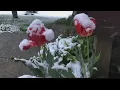 Snow totals in Wheeling Are they decreasing