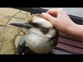 Lagu Will the wild kookaburras let me pet them? We test it with 5 different kookaburras!
