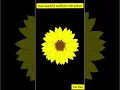 Draw beautiful sunflower with python turtle
