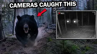 Most Incredible Forest Moments Caught on Camera | Wild Animal Encounters Gone Wrong