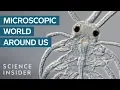 Download Lagu Award-Winning Footage Of The Microsopic World Around Us