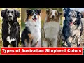 11 Different types of Australian Shepherd Colors Markings Patterns