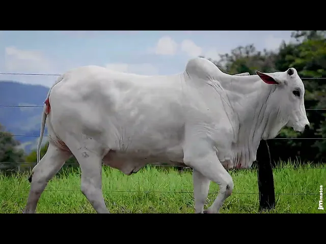 Novilha Nelore GNRN - 33