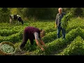 Grootouders oogsten bonen in een Azerbeidzjaans bergdorp | Van tuin tot tafel