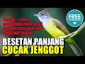 Download Lagu MASTERAN MURAI BATU 🔴 suara burung CUCAK JENGGOT berjeda 1-2 menit