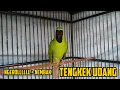 Download Lagu MATERI MEWAH!!!! Cucak ijo gacor isian TENGKEK UDANG || Pancingan cucak ijo lain agar merespon.