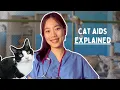 if your cat has FIV here s what you need to know