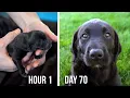 Lab Puppies Growing from 1 Hour to 70 Days - A Documentary